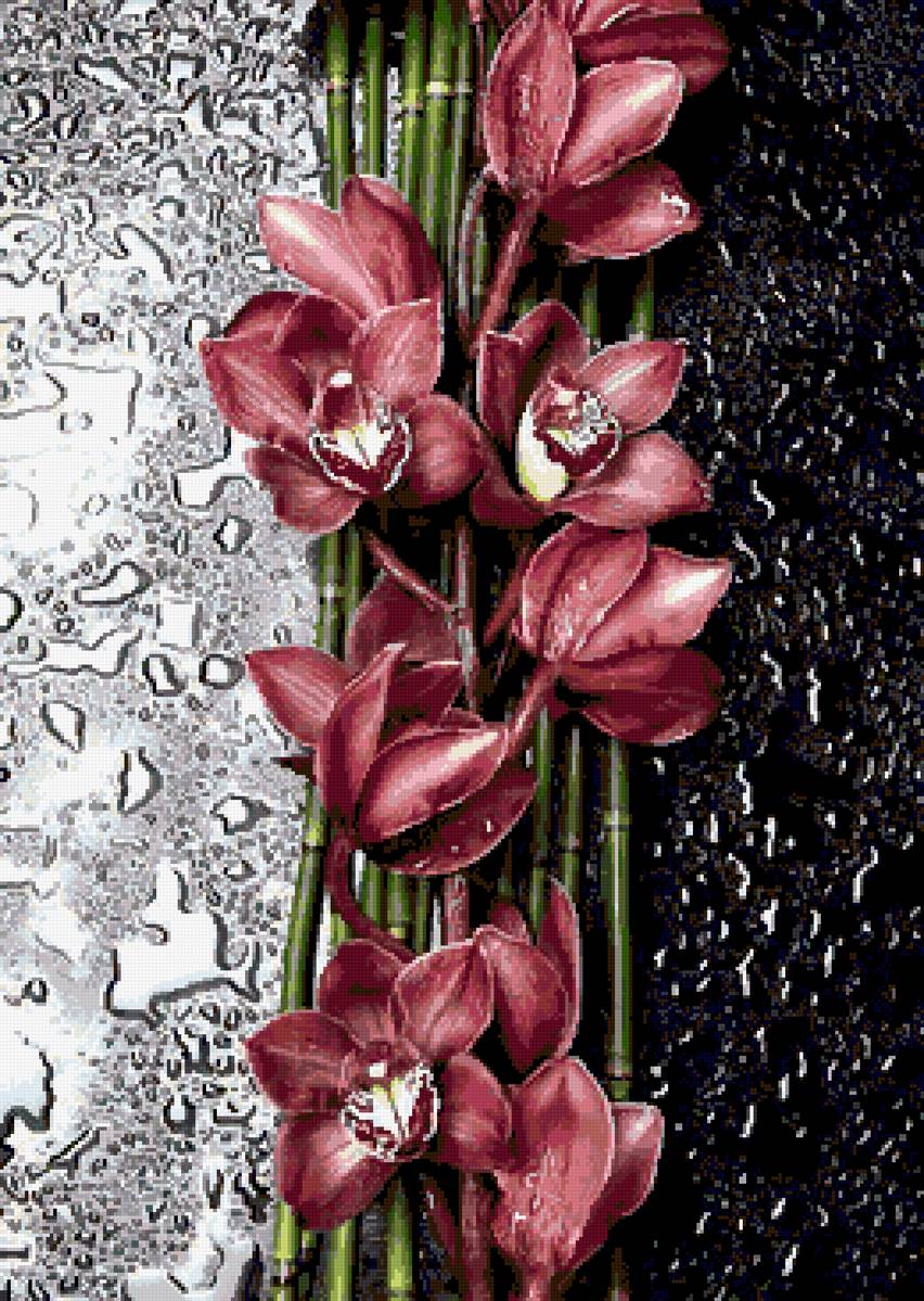 орхидеи - предпросмотр