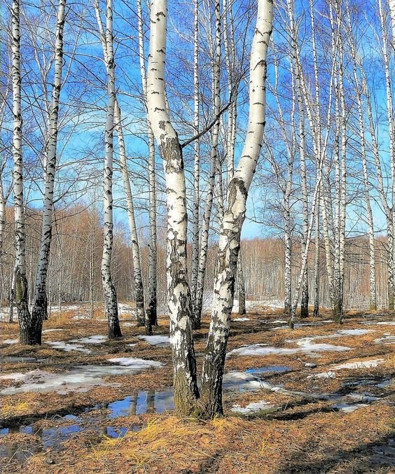 Весеннее небо - пейзаж, весна, небо, деревья - оригинал