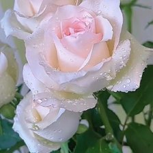 Схема вышивки «Белая роза»