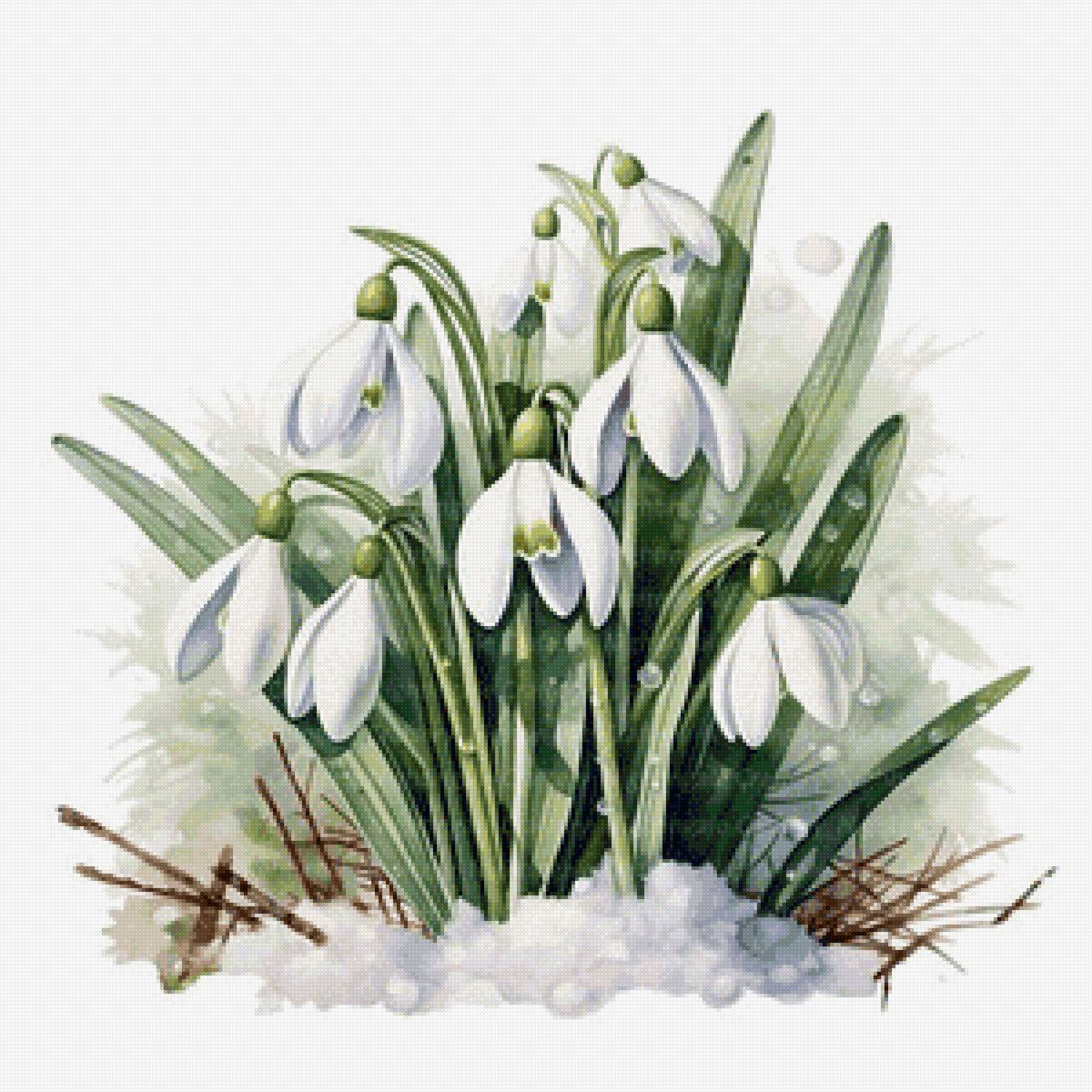 Подснежники - подснежники, цветы, весна - предпросмотр