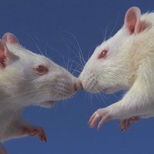 Схема вышивки «крыски»