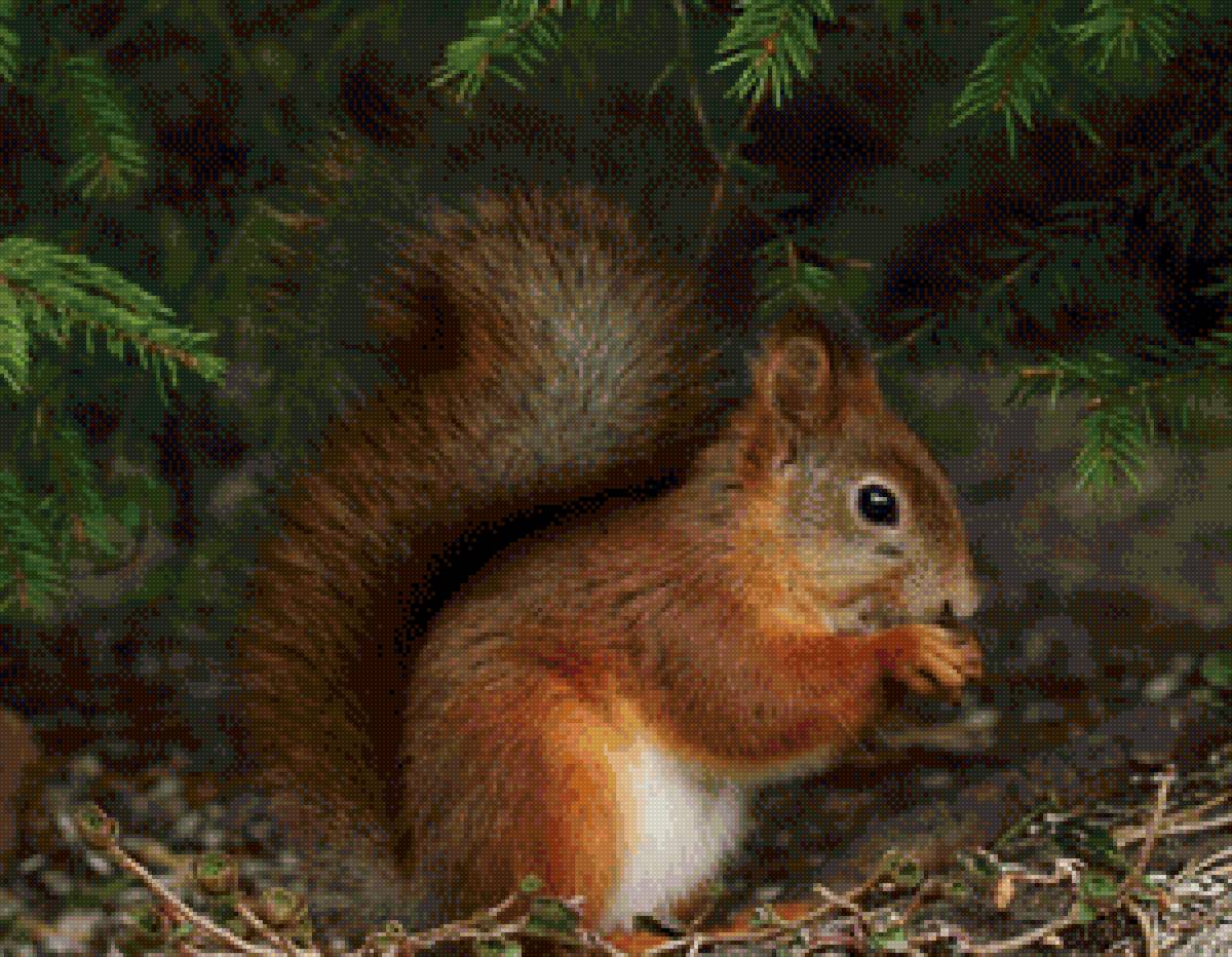 белка - белка - предпросмотр