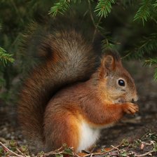 Схема вышивки «белка»