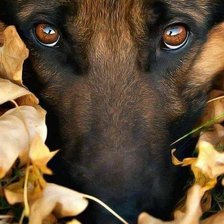 Схема вышивки «Banzo»