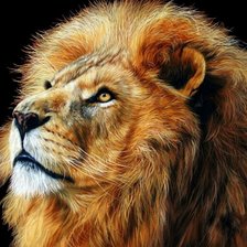 Схема вышивки «Лев»