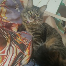 Схема вышивки «Симба»