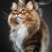 Схема вышивки «Пушок»