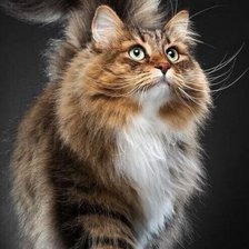 Схема вышивки «Пушок»