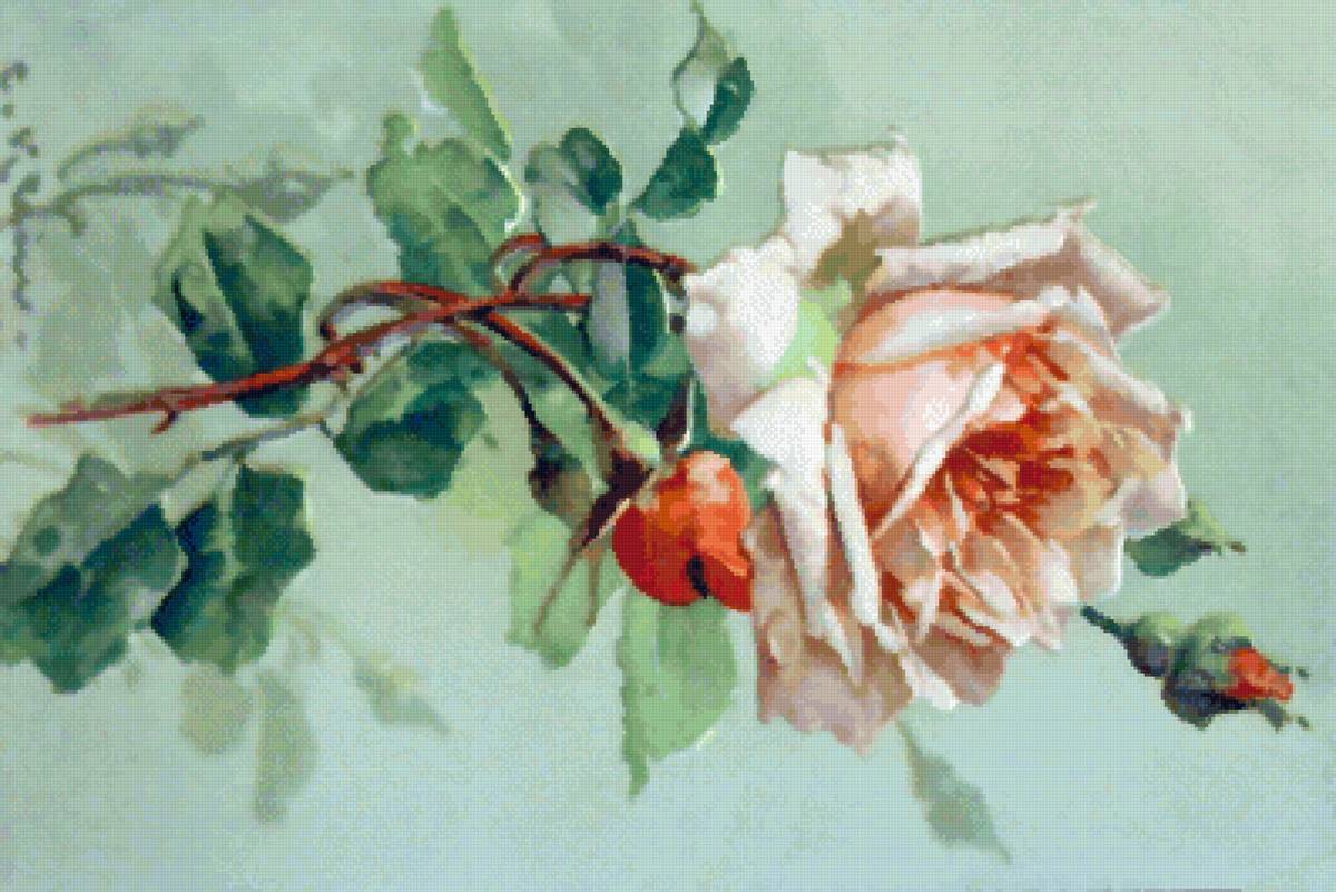 Роза - модерн, катарина клейн - предпросмотр