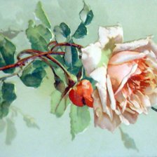 Схема вышивки «Роза»