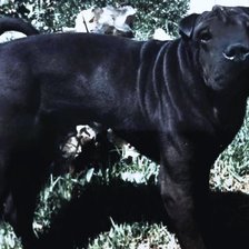 Схема вышивки «Mi Sharpei.Mi Rugui precioso y bueno»