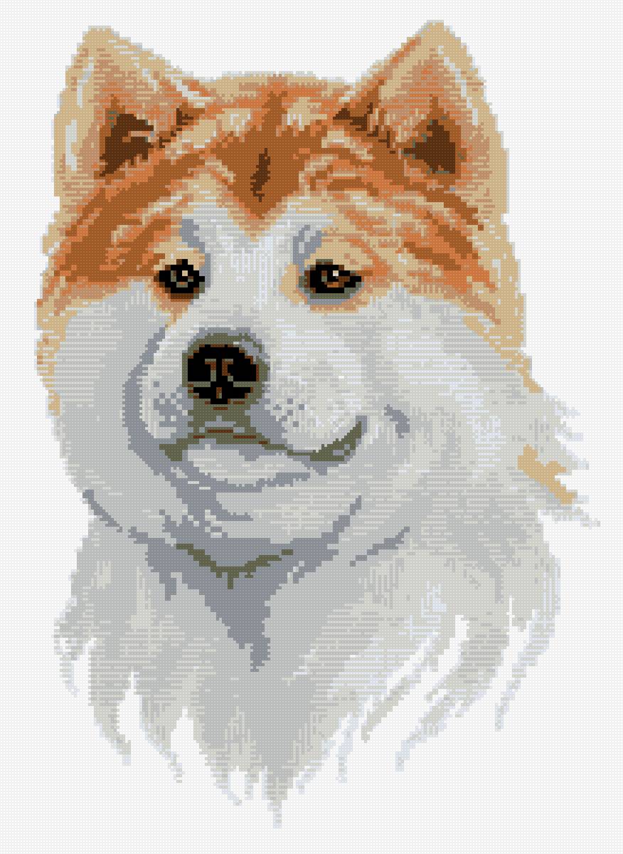 Акита - предпросмотр