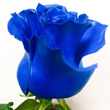 Синяя роза
