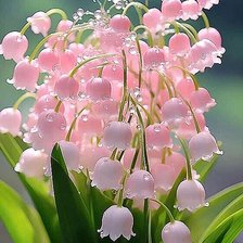 Схема вышивки «Ландыши»