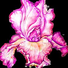 Схема вышивки «Розовый ирис»