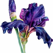 Схема вышивки «Синий ирис»