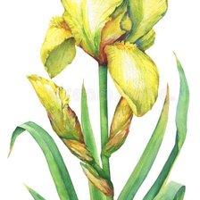 Схема вышивки «Жёлтый ирис»