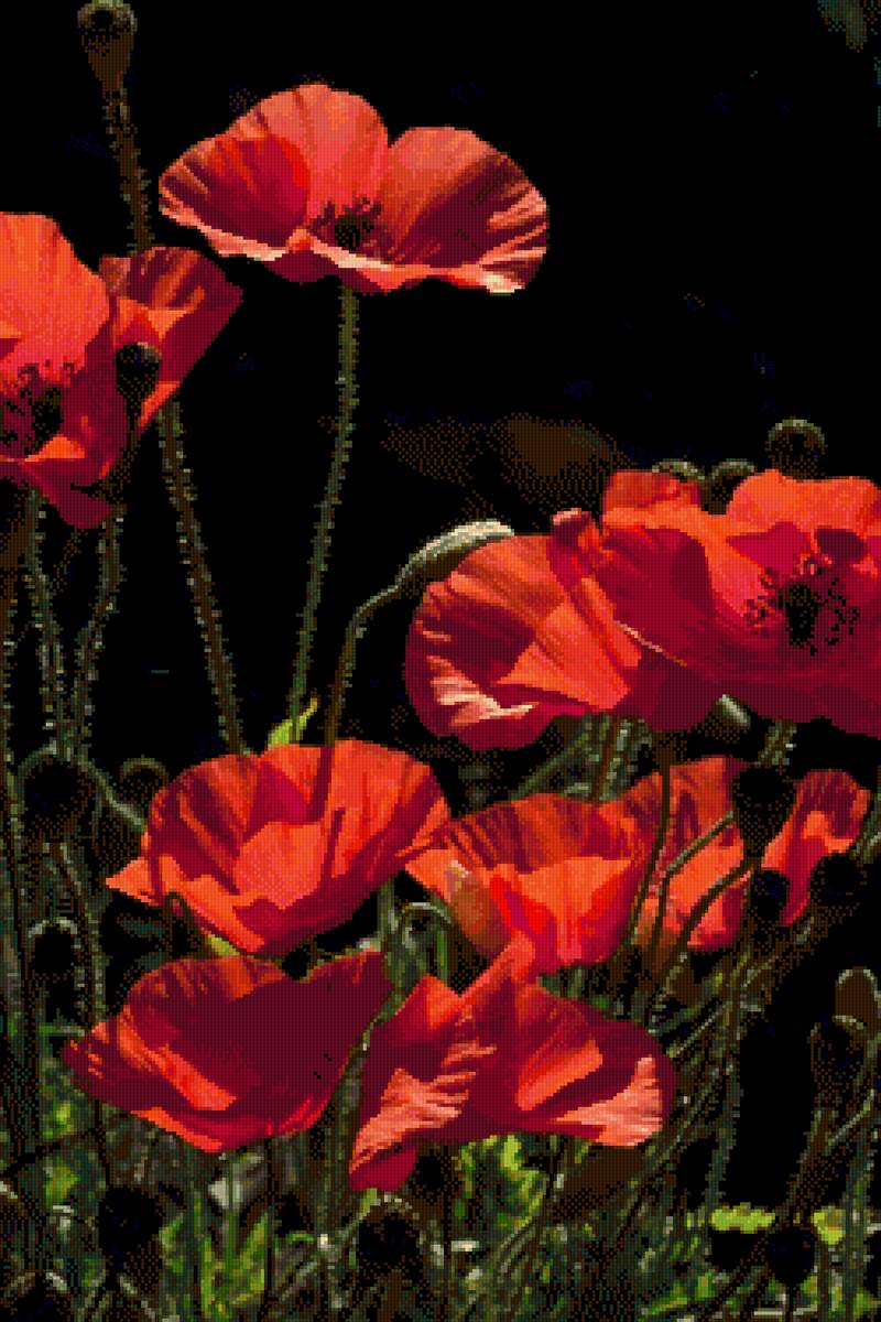 Маки - маки - предпросмотр