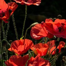 Схема вышивки «Маки»