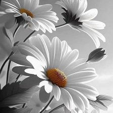 Схема вышивки «Ромашки»