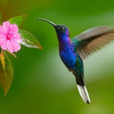 Схема вышивки «Колибри»