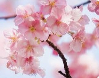 Сакура.Веточка. - сакура. веточка. - оригинал