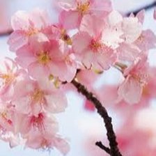 Схема вышивки «Сакура.Веточка.»