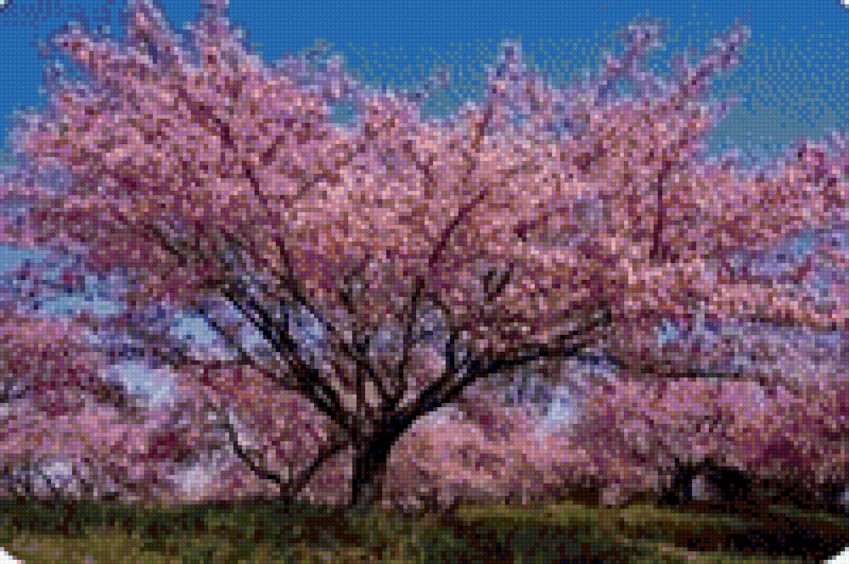 Сакура.Дерево. - сакура. дерево. - предпросмотр