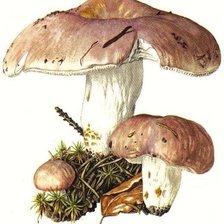 Схема вышивки «сыроежки»