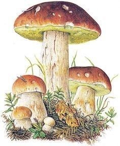 грибы - оригинал