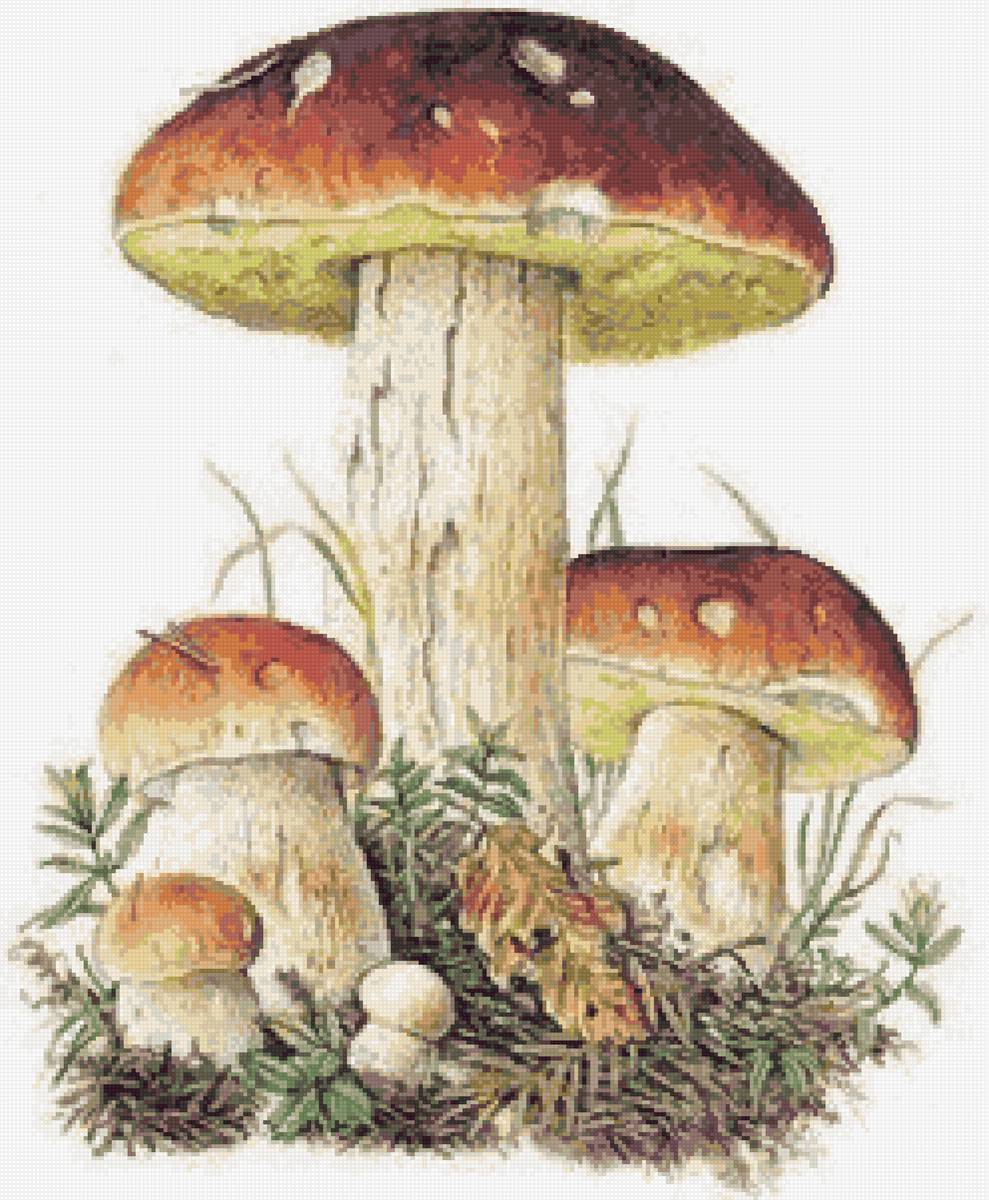 грибы - предпросмотр