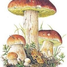 Схема вышивки «грибы»