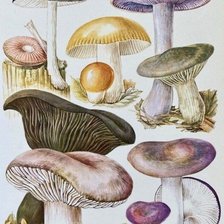 Схема вышивки «подушка грибочки»