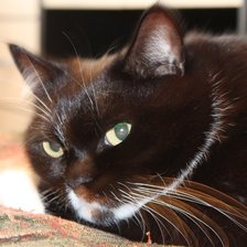 Схема вышивки «Бакс»