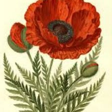 Схема вышивки «Мак»