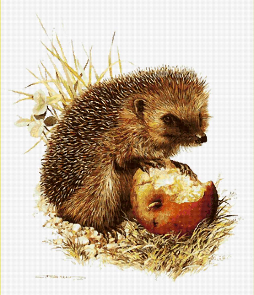 №2759495 - животные, ежик - предпросмотр