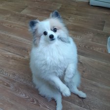 Схема вышивки «Шпиц»