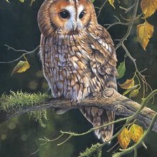 Схема вышивки «Сова. Карл Брендерс»