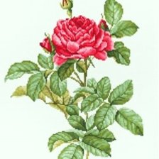 Схема вышивки «Роза»