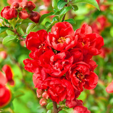 Схема вышивки «цветет айва»