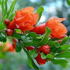 Схема вышивки «цветущий гранат»