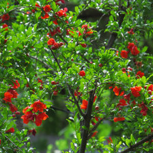 Схема вышивки «дерево гранат»