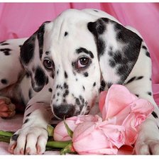 Схема вышивки «Собака»