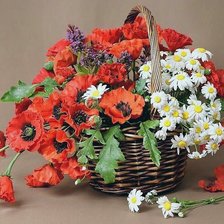 Схема вышивки «Maci»