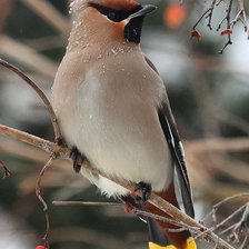 Схема вышивки «Свиристель»