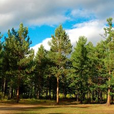 Схема вышивки «Сосновый бор»