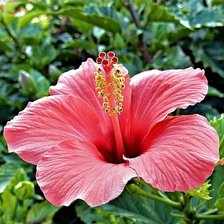 Схема вышивки «гибискус»