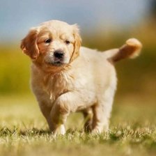 Схема вышивки «песик»