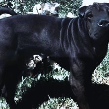 Схема вышивки «MI Ruguillo precioso»