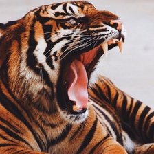 Схема вышивки «тигр»